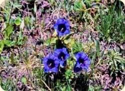 Pflanzenlehrpfad in Samnaun